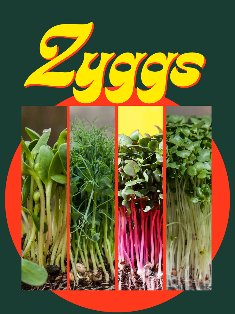 Pack Zyggs Sunny Sampler